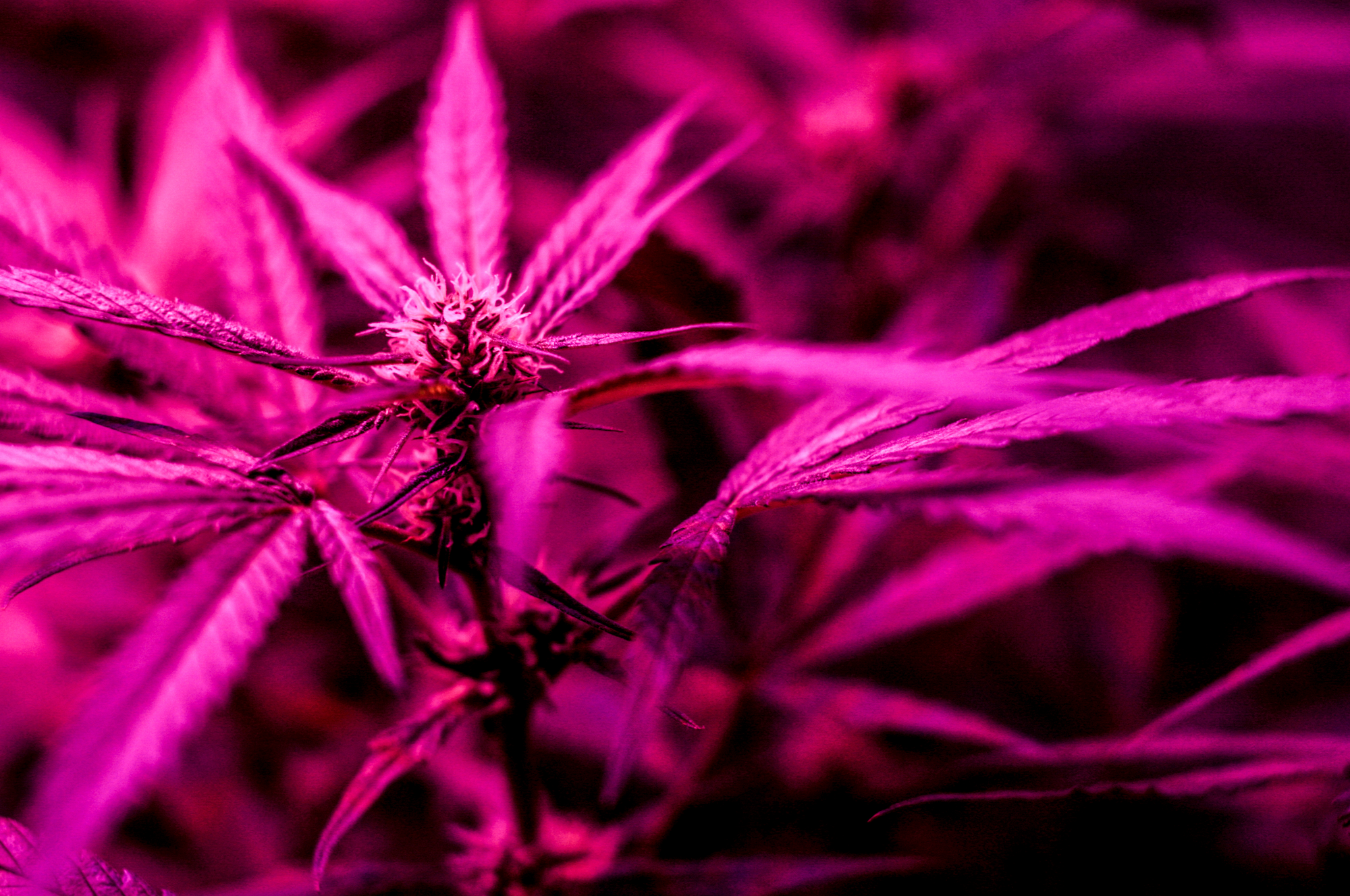 cbd-ultra-pink-haze-neo-weed-csa-premium