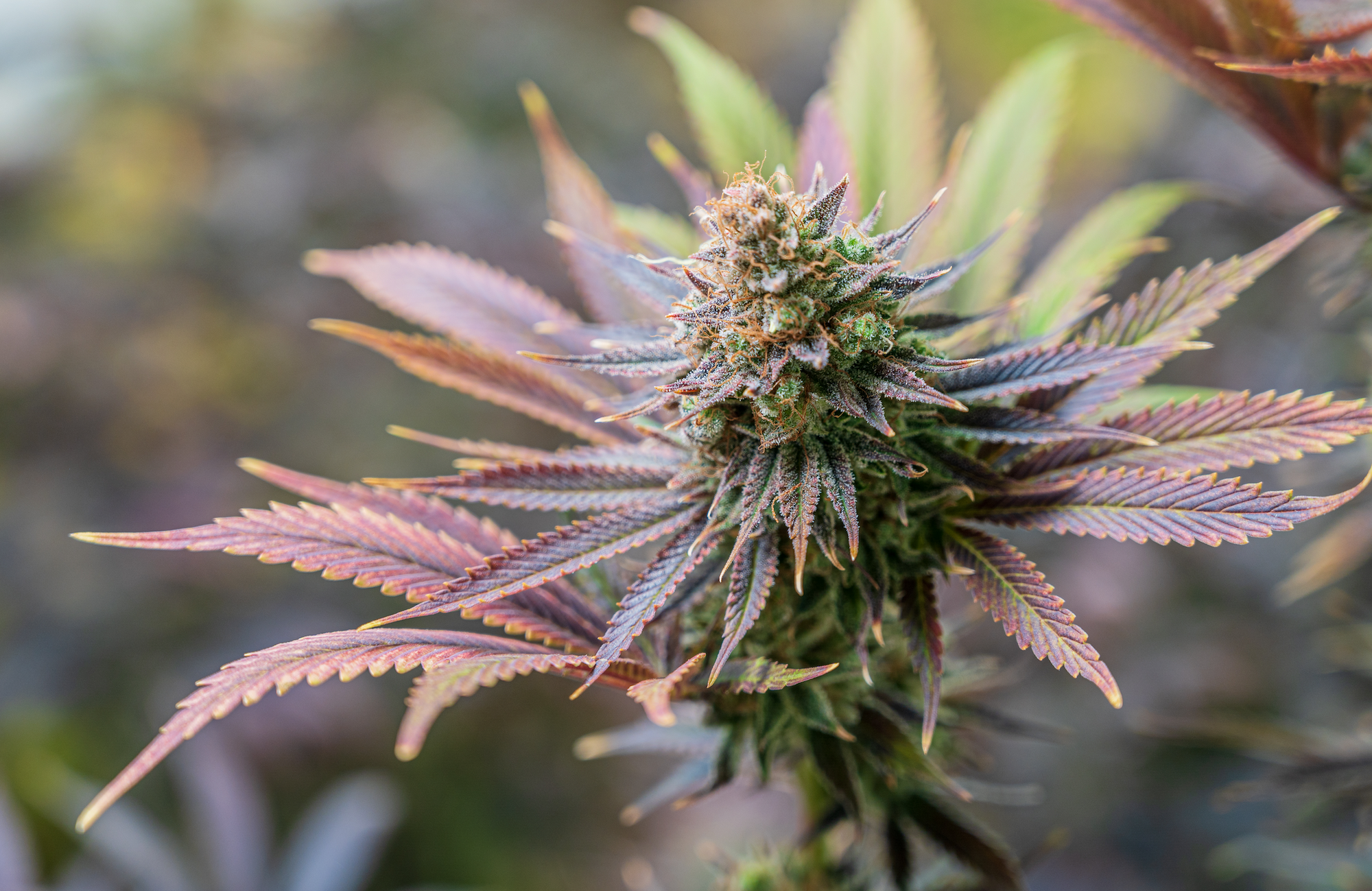 🌿Quelle est la fleur de CBD la plus puissante ? Découvrez les variétés premium sur neoweed.fr