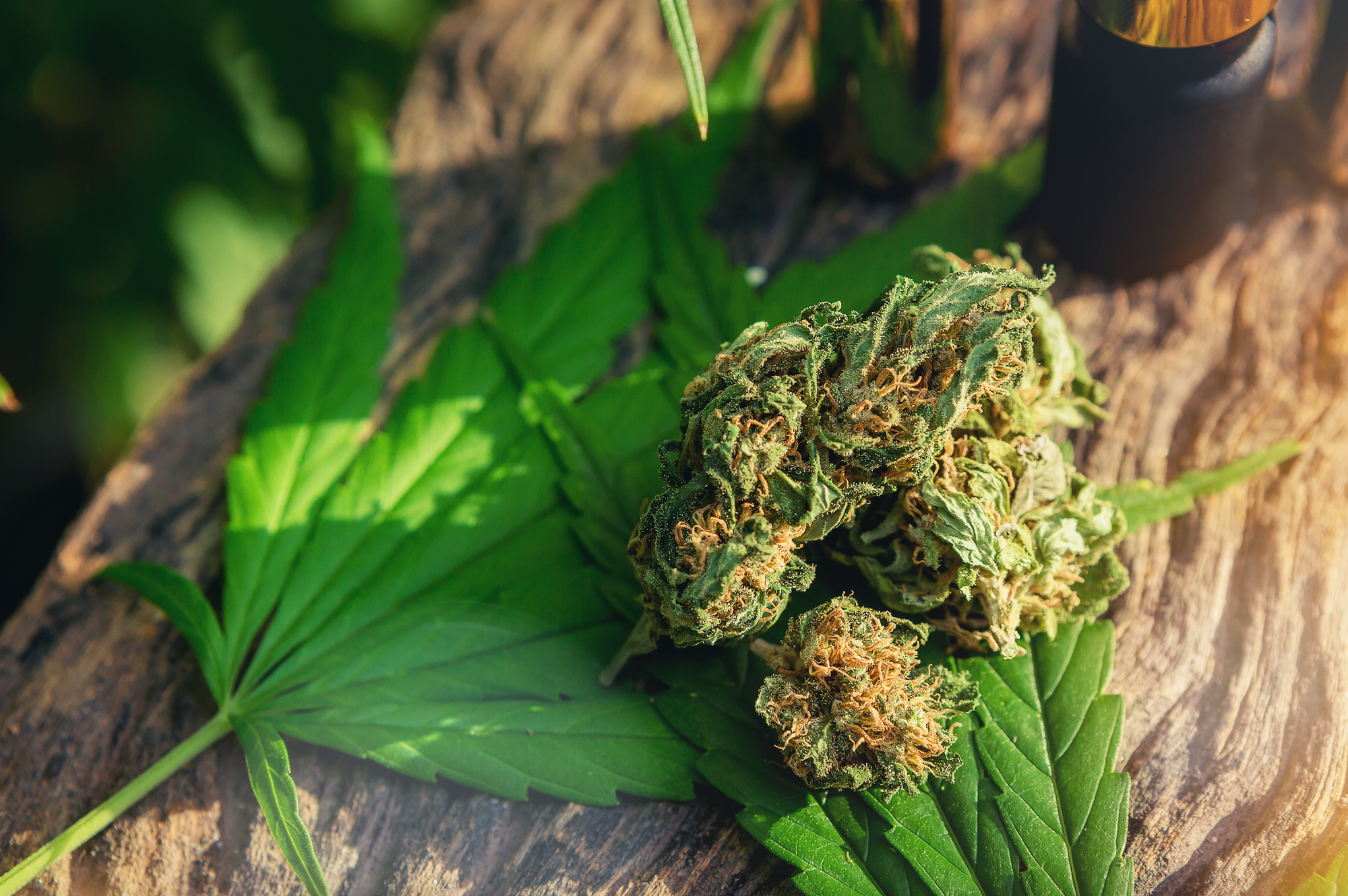 🌿 Les effets du CBD CSA de neoweed.fr sont-ils les mêmes que le cannabis THC ?