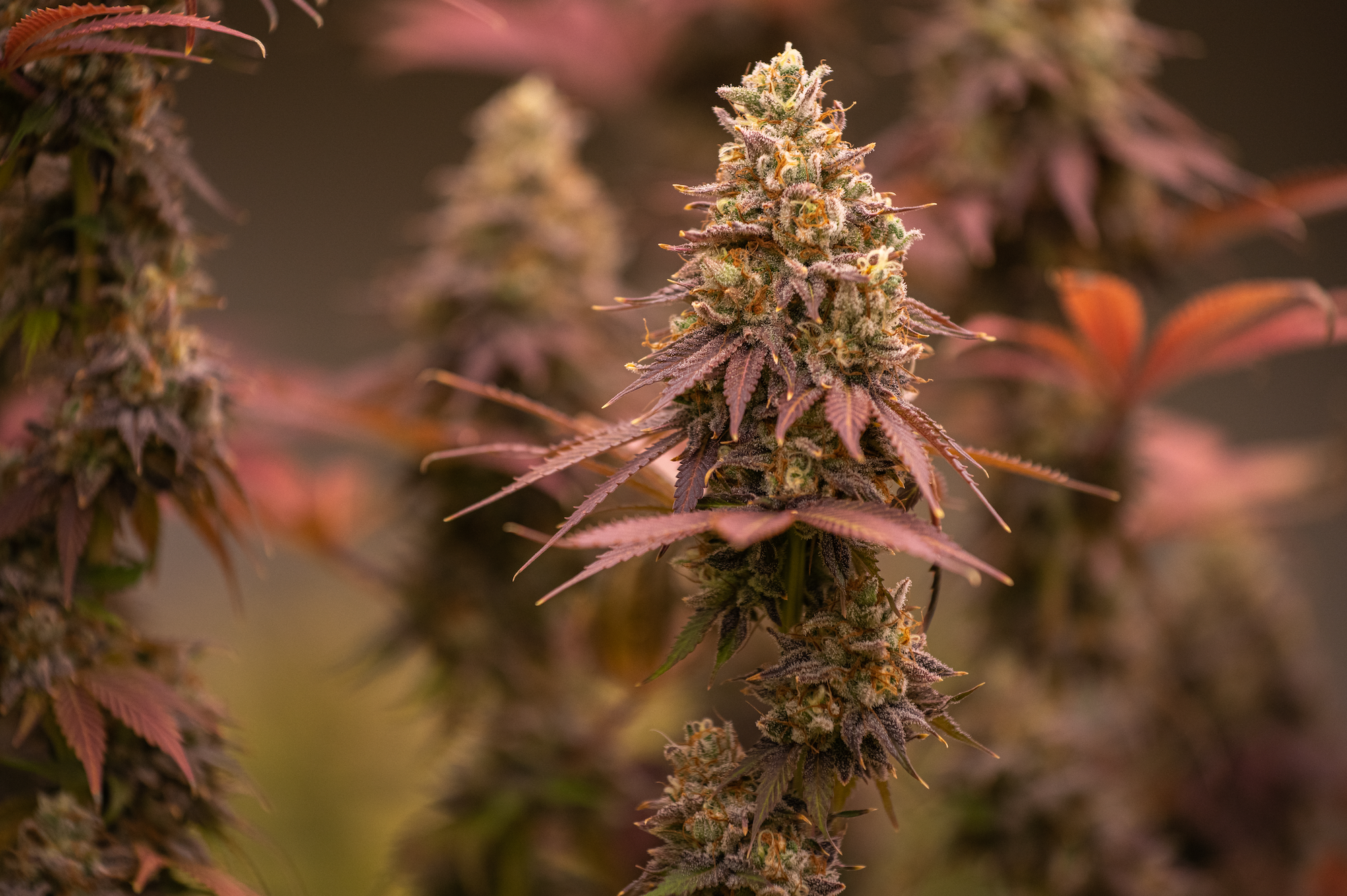 🌱 Fleur de CBD PLUTONIUM : l’innovation explosive au CSA, disponible chez Neoweed.fr