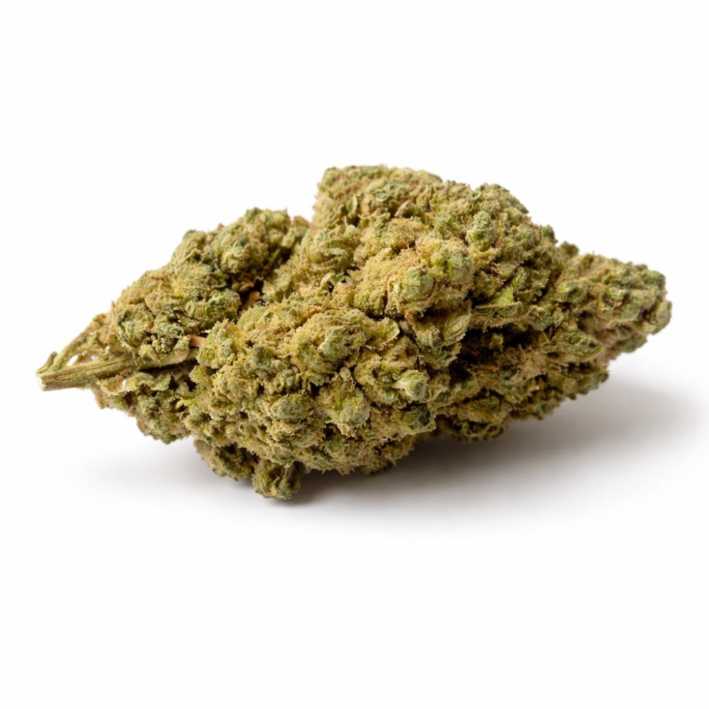 GORILLA GLUE HYDRO CSA