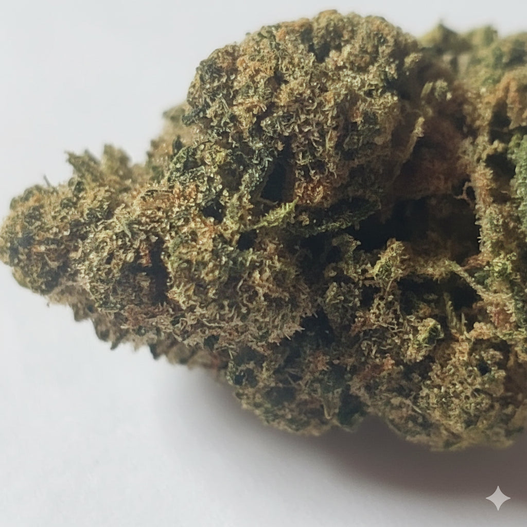 GREEN GELATO 41 INDOOR HPE BZ 10